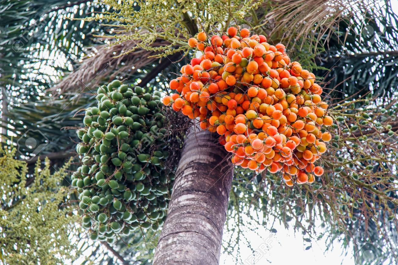 92291657-palm-kernel-on-palm-tree-
