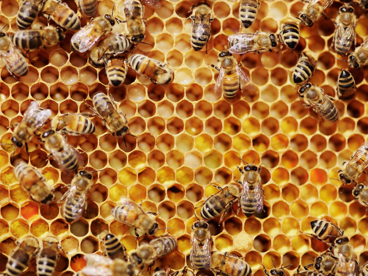 Bees-giving-their-honey-onto-a-honeycomb